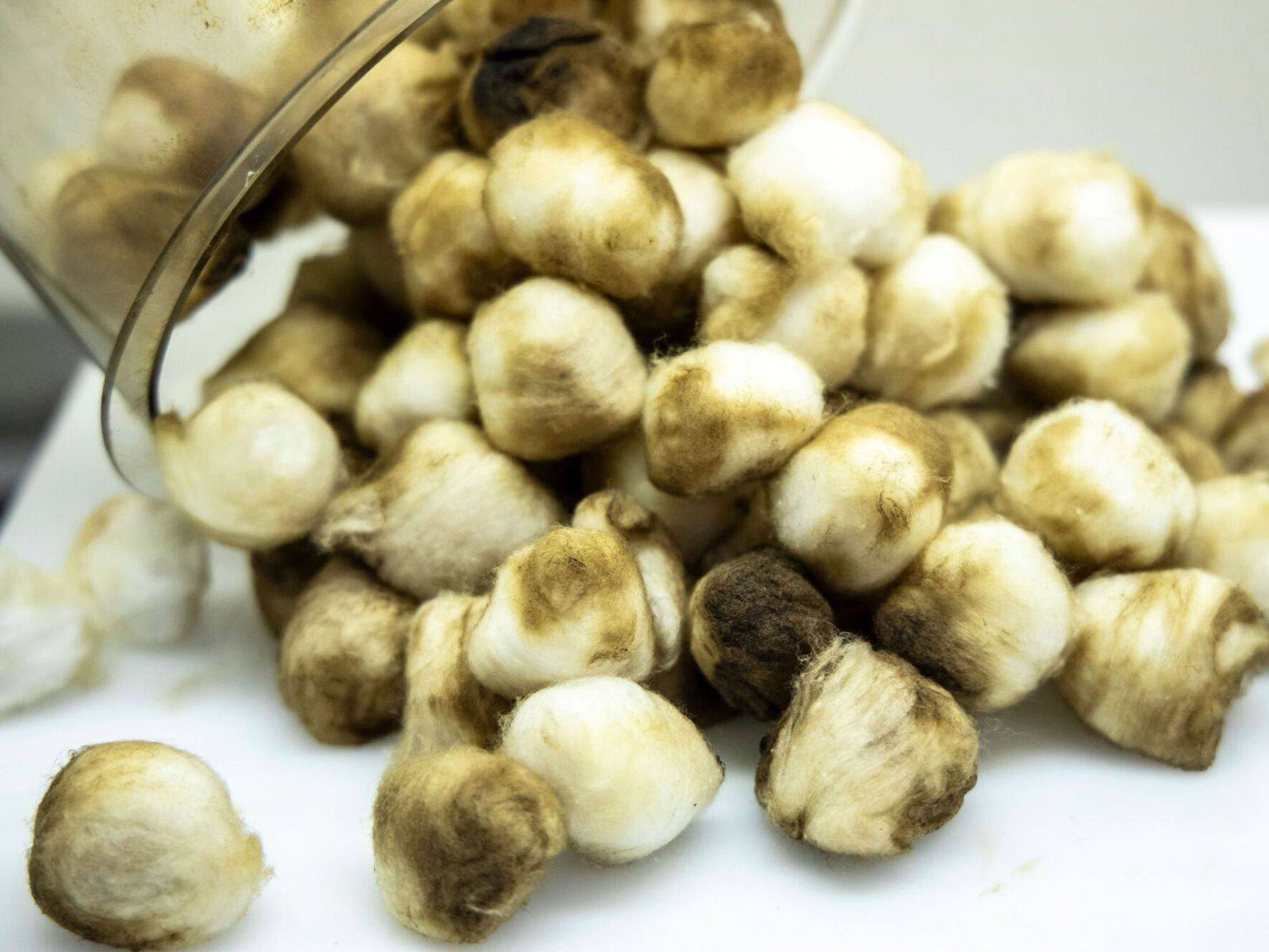 The cotton wool in the tobacco bell jar turns brown by the end of the experiment